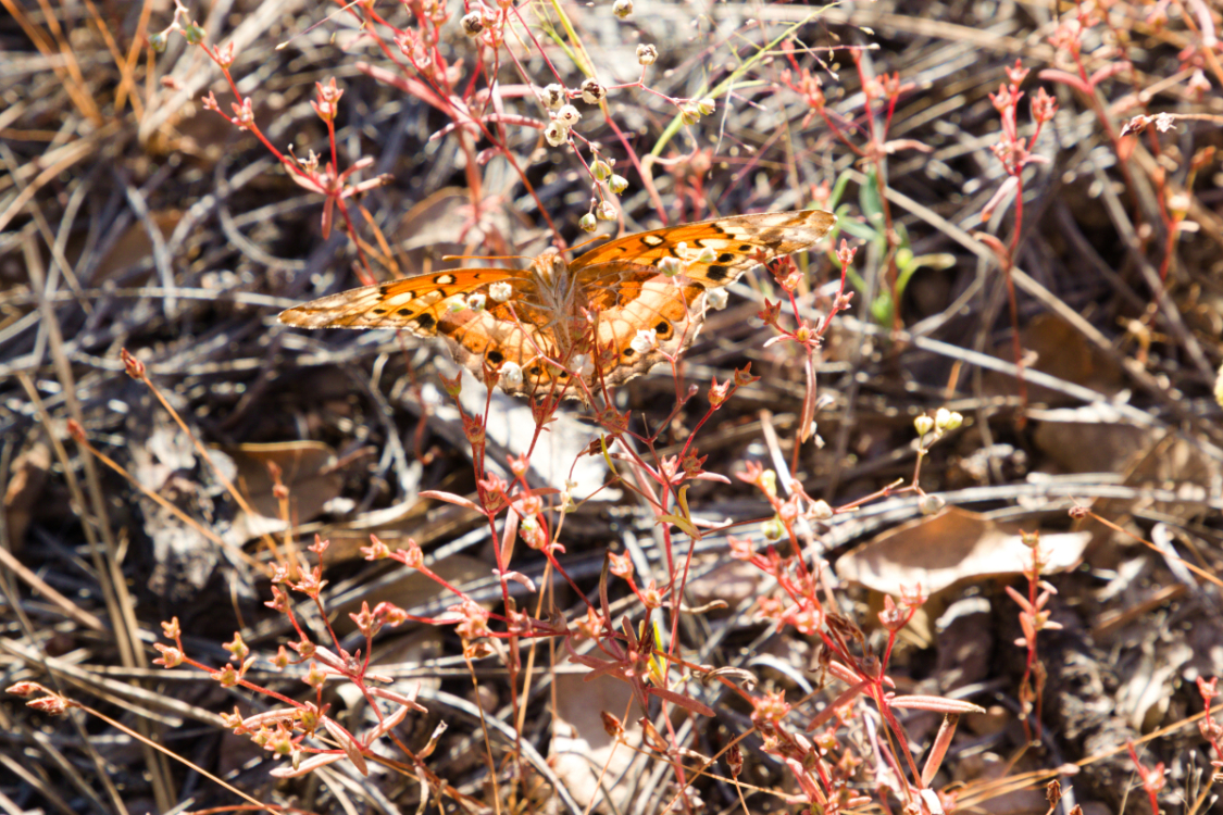 13_Flutter By.jpg 13_Flutter By.jpg